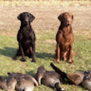 Meet your Posher, Elmer